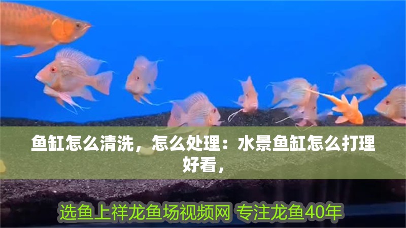 魚缸怎么清洗，怎么處理：水景魚缸怎么打理好看，