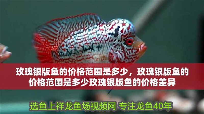 玫瑰銀版魚的價格范圍是多少，玫瑰銀版魚的價格范圍是多少玫瑰銀版魚的價格差異