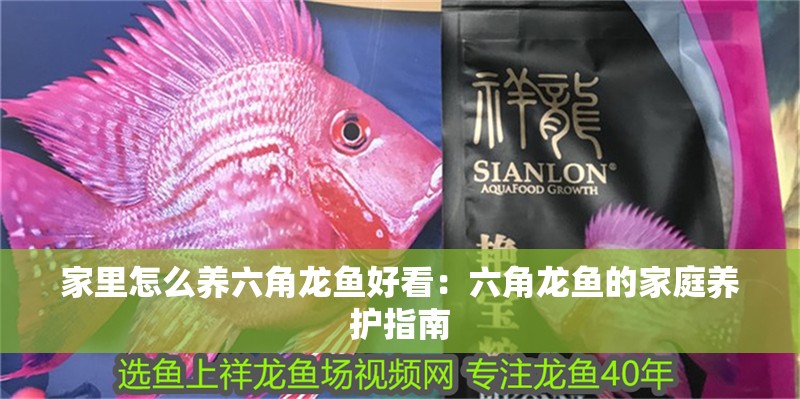 家里怎么養六角龍魚好看：六角龍魚的家庭養護指南