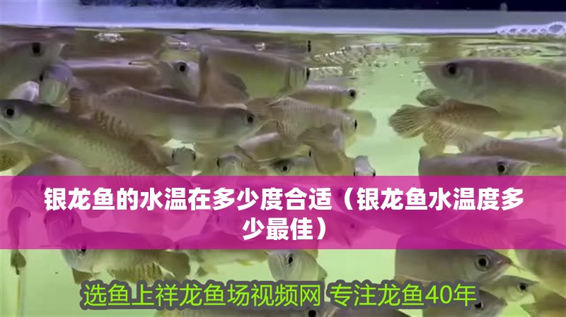 銀龍魚的水溫在多少度合適（銀龍魚水溫度多少最佳） 銀龍魚的水溫在多少度合適（銀龍魚水溫度多少最佳） 銀龍魚百科