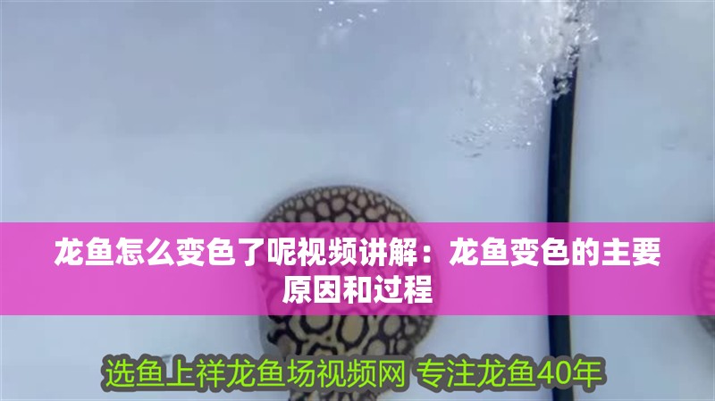 龍魚怎么變色了呢視頻講解：龍魚變色的主要原因和過程
