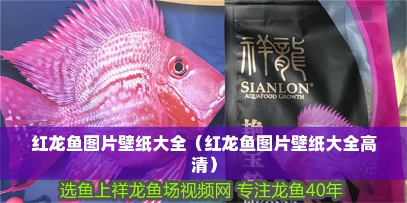 紅龍魚圖片壁紙大全（紅龍魚圖片壁紙大全高清）