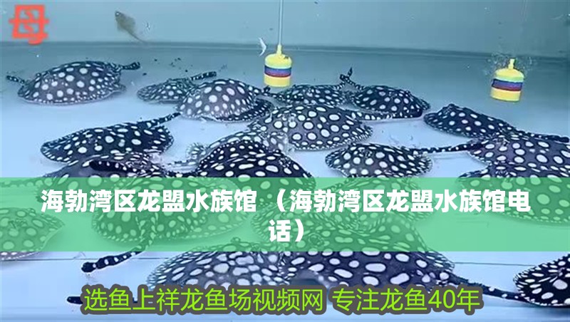 海勃灣區龍盟水族館 （海勃灣區龍盟水族館電話）