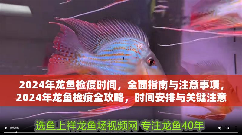2024年龍魚檢疫時間，全面指南與注意事項，2024年龍魚檢疫全攻略，時間安排與關鍵注意事項