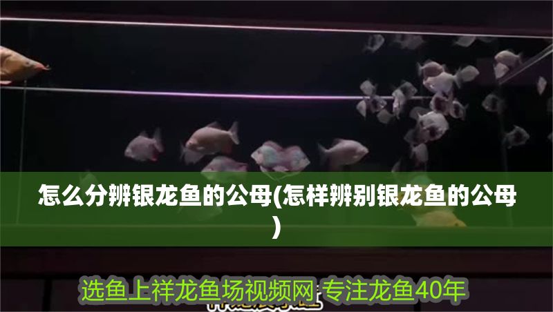 怎么分辨銀龍魚的公母(怎樣辨別銀龍魚的公母)