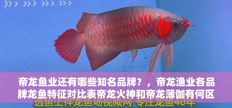 魚缸用增氧泵價格是多少:魚缸增氧機-xtrac增氧機-xtrac增氧機 帝龍魚業還有哪些知名品牌?,帝龍漁業各品牌龍魚特征對比表帝龍火神和帝龍薄伽有何區別 龍魚百科 帝龍魚業還有哪些知名品牌?,帝龍漁業各品牌龍魚特征對比表帝龍火神和帝龍薄伽有何區別 帝龍魚業還有哪些知名品牌?,帝龍漁業各品牌龍魚特征對比表帝龍火神和帝龍薄伽有何區別 龍魚百科