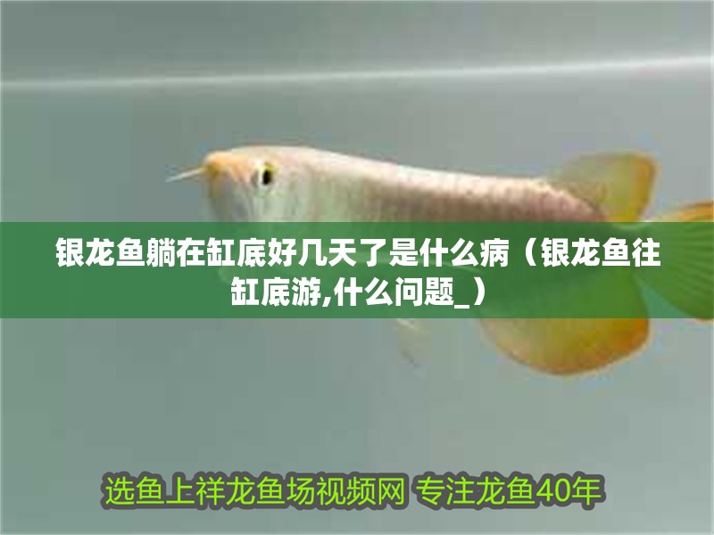 銀龍魚躺在缸底好幾天了是什么病（銀龍魚往缸底游,什么問題_）