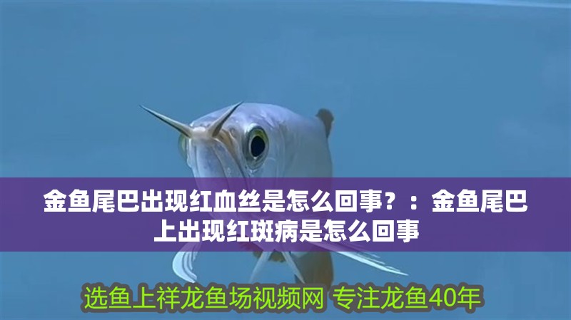 金魚尾巴出現紅血絲是怎么回事？：金魚尾巴上出現紅斑病是怎么回事