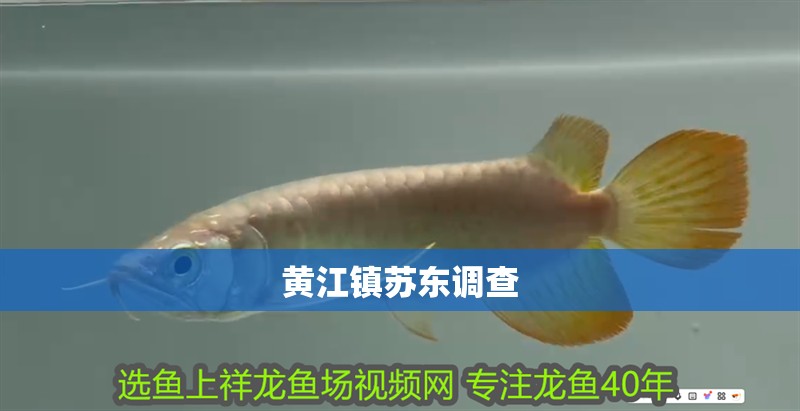 黃江鎮蘇東調查