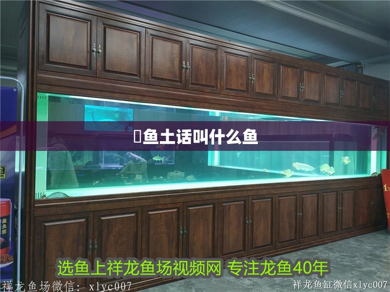 鳡魚土話叫什么魚