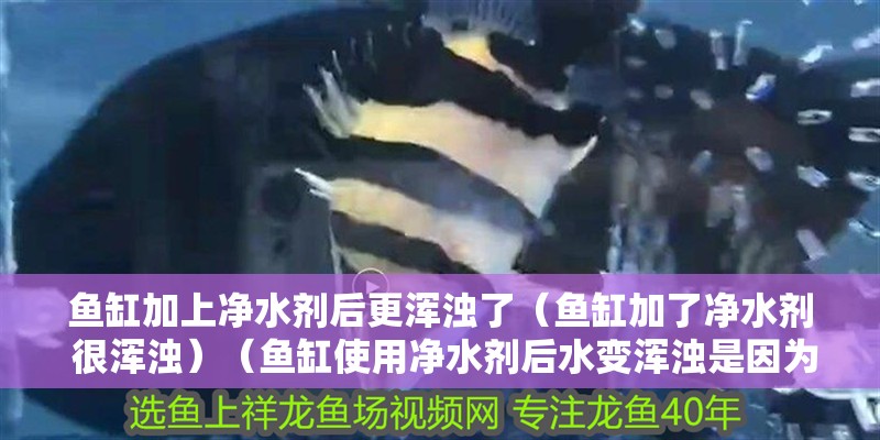 魚缸加上凈水劑后更渾濁了（魚缸加了凈水劑 很渾濁）（魚缸使用凈水劑后水變渾濁是因為凈水劑中的化學成分與水中雜質發生反應） 魚缸加上凈水劑后更渾濁了（魚缸加了凈水劑 很渾濁）（魚缸使用凈水劑后水變渾濁是因為凈水劑中的化學成分與水中雜質發生反應） 魚缸百科