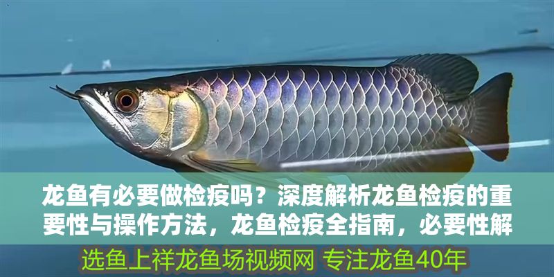 龍魚有必要做檢疫嗎？深度解析龍魚檢疫的重要性與操作方法，龍魚檢疫全指南，必要性解析與實操步驟