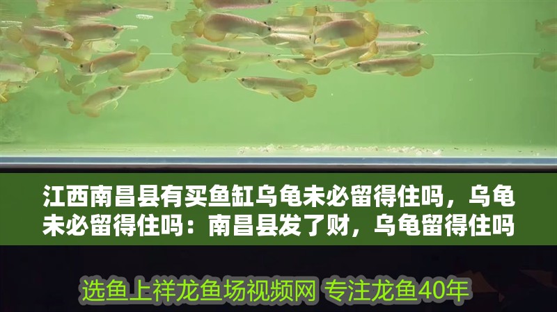 <strong><mark>江西</mark></strong>南昌縣有買(mǎi)魚(yú)缸烏龜未必留得住嗎，烏龜未必留得住嗎：南昌縣發(fā)了財(cái)，烏龜留得住嗎？