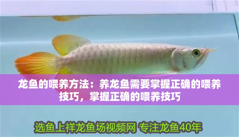 龍魚的喂養方法：養龍魚需要掌握正確的喂養技巧，掌握正確的喂養技巧
