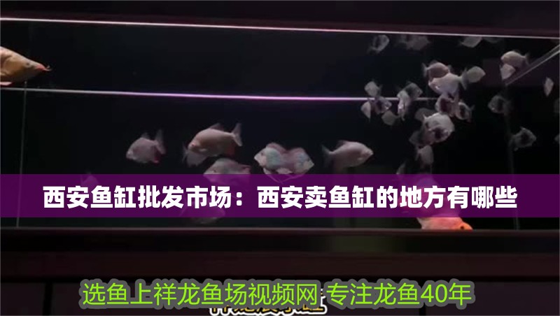 西安魚缸批發市場：西安賣魚缸的地方有哪些 西安魚缸批發市場：西安賣魚缸的地方有哪些 魚缸百科