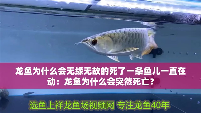龍魚為什么會無緣無故的死了一條魚兒一直在動：龍魚為什么會突然死亡？