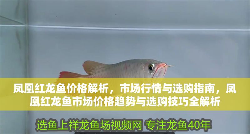 鳳凰紅龍魚價格解析，市場行情與選購指南，鳳凰紅龍魚市場價格趨勢與選購技巧全解析