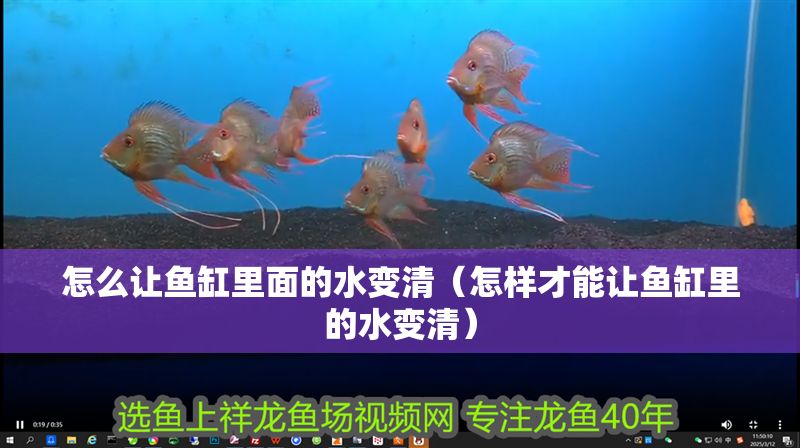 怎么讓魚缸里面的水變清（怎樣才能讓魚缸里的水變清）