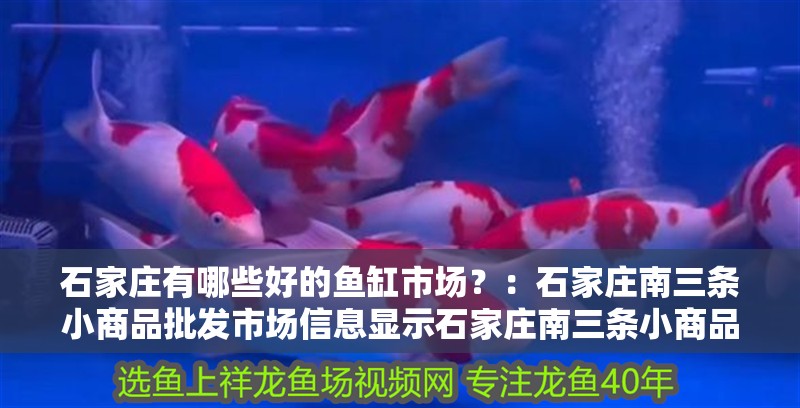 石家莊有哪些好的魚缸市場？：石家莊南三條小商品批發(fā)市場信息顯示石家莊南三條小商品批發(fā)市場 石家莊有哪些好的魚缸市場？：石家莊南三條小商品批發(fā)市場信息顯示石家莊南三條小商品批發(fā)市場 魚缸百科