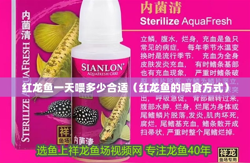紅龍魚一天喂多少合適（紅龍魚的喂食方式）