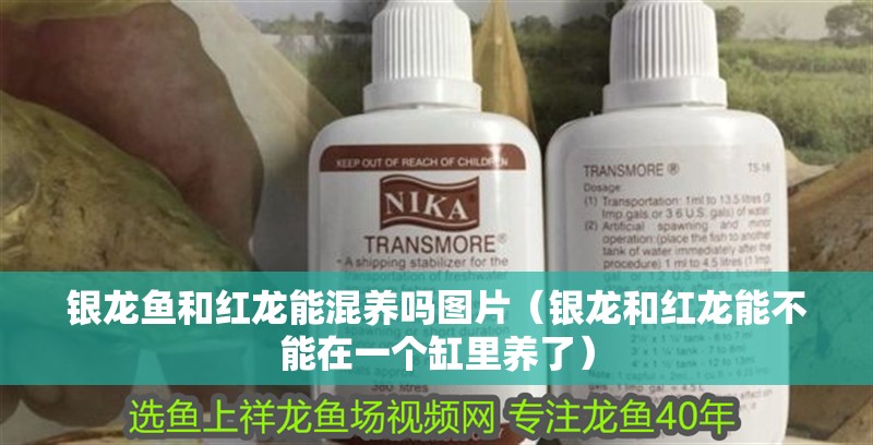 銀龍魚(yú)和紅龍能混養(yǎng)嗎圖片（銀龍和紅龍能不能在一個(gè)缸里養(yǎng)了）