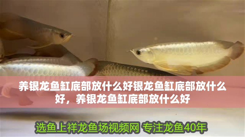 養銀龍魚缸底部放什么好銀龍魚缸底部放什么好，養銀龍魚缸底部放什么好