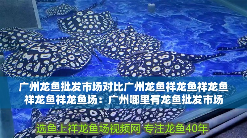 廣州龍魚批發市場對比廣州龍魚祥龍魚祥龍魚祥龍魚祥龍魚場：廣州哪里有龍魚批發市場