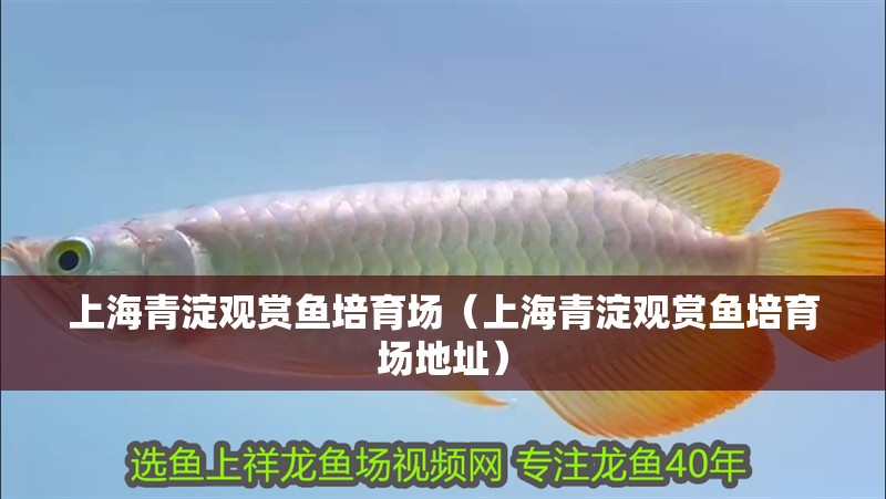 上海青淀觀賞魚培育場（上海青淀觀賞魚培育場地址）