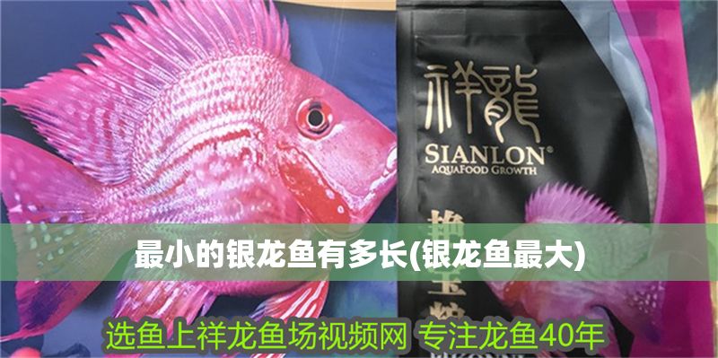 最小的銀龍魚有多長(銀龍魚最大)