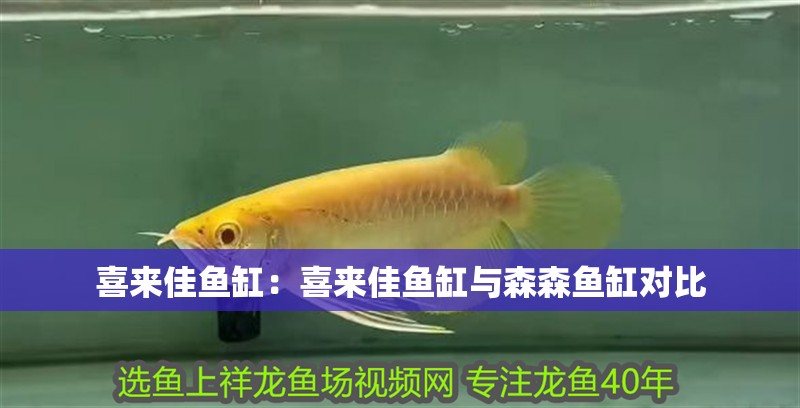 喜來佳魚缸：喜來佳魚缸與森森魚缸對比