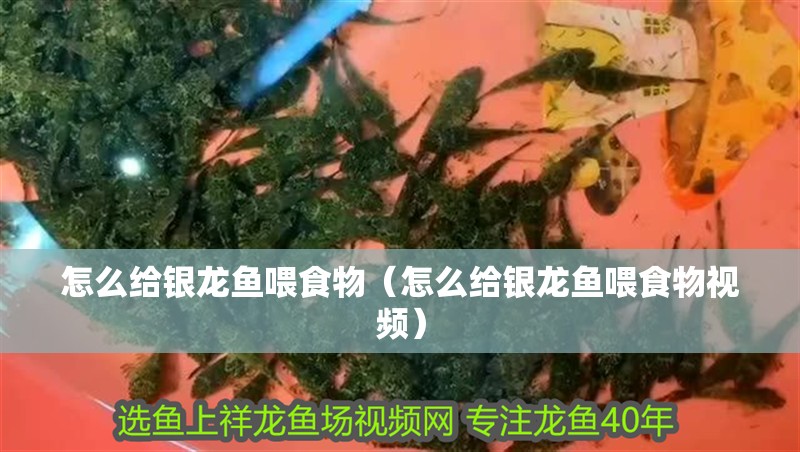 怎么給銀龍魚喂食物（怎么給銀龍魚喂食物視頻）