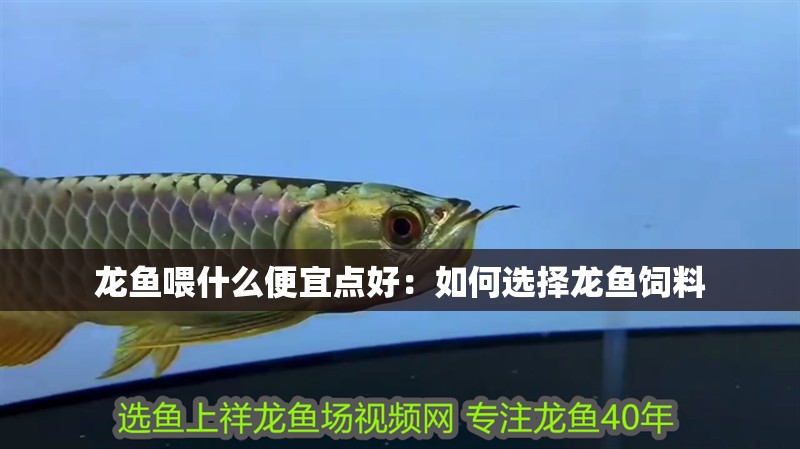 龍魚喂什么便宜點好：如何選擇龍魚飼料 龍魚喂什么便宜點好：如何選擇龍魚飼料 龍魚百科