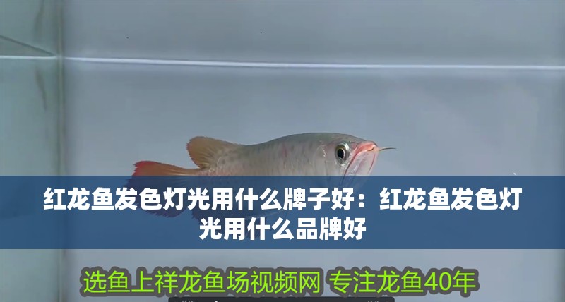 紅龍魚發色燈光用什么牌子好：紅龍魚發色燈光用什么品牌好