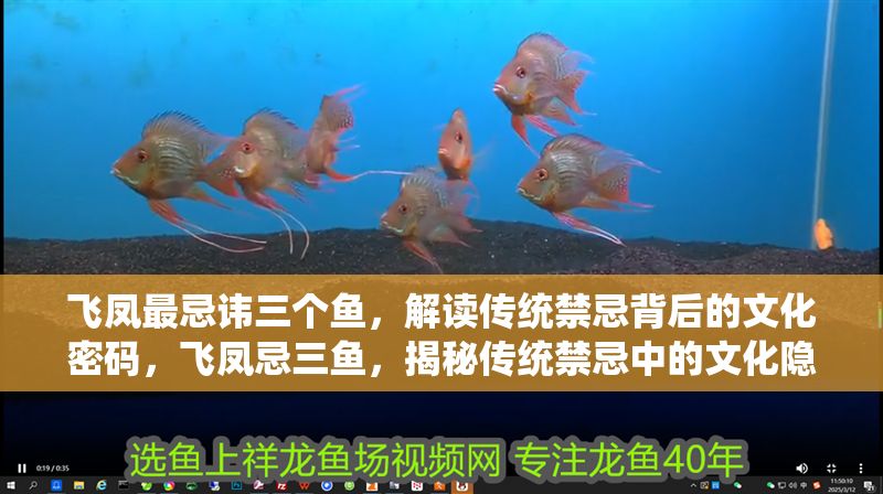 飛鳳最忌諱三個魚，解讀傳統禁忌背后的文化密碼，飛鳳忌三魚，揭秘傳統禁忌中的文化隱喻