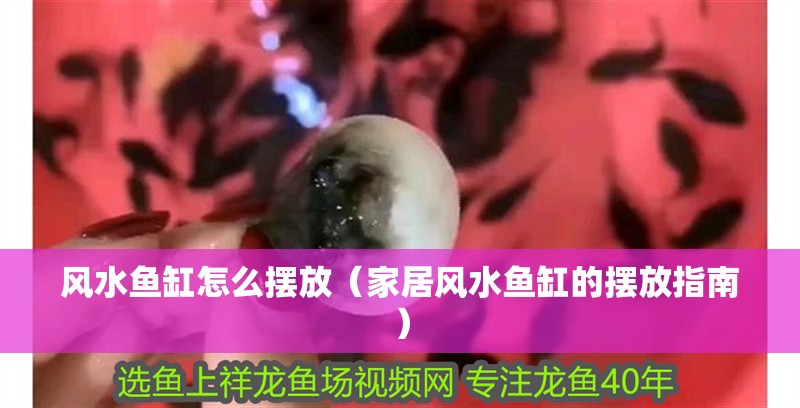 風水魚缸怎么擺放（家居風水魚缸的擺放指南）