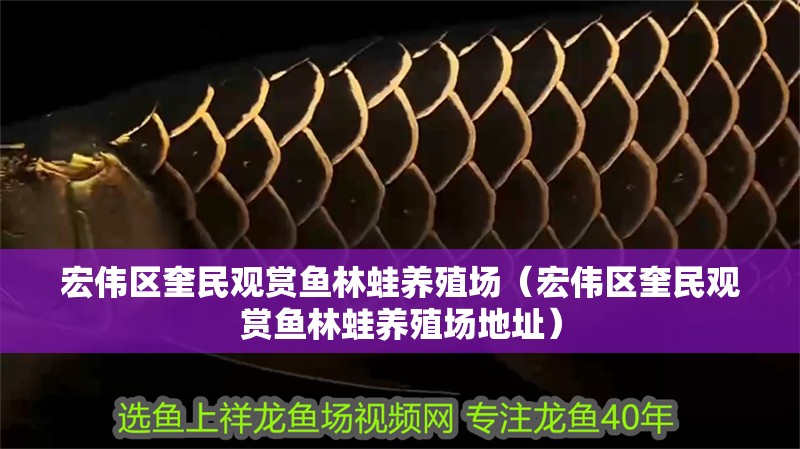 宏偉區奎民觀賞魚林蛙養殖場（宏偉區奎民觀賞魚林蛙養殖場地址）