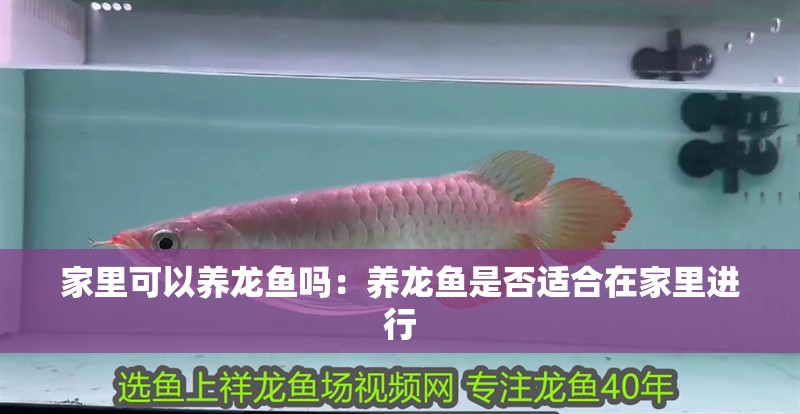 家里可以養(yǎng)龍魚嗎：養(yǎng)龍魚是否適合在家里進行