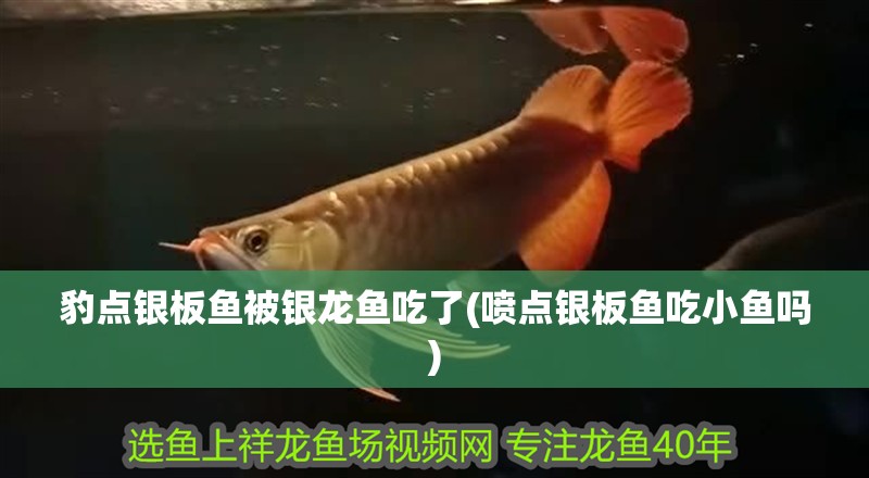 豹點銀板魚被銀龍魚吃了(噴點銀板魚吃小魚嗎)