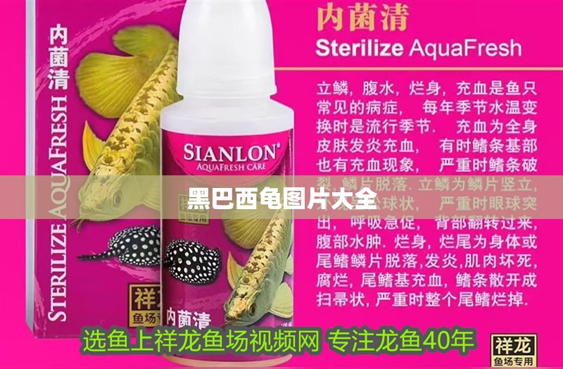 黑巴西龜圖片大全 黑巴西龜圖片大全 龍魚論壇