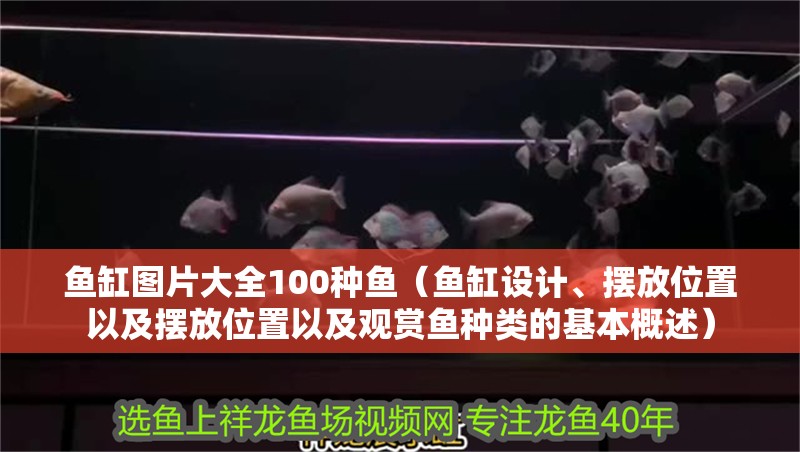 魚缸圖片大全100種魚（魚缸設(shè)計、擺放位置以及擺放位置以及觀賞魚種類的基本概述）