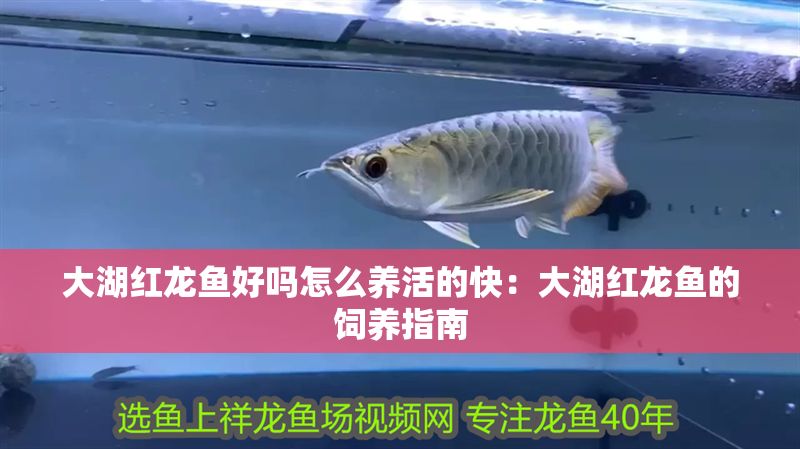 大湖紅龍魚(yú)好嗎怎么養(yǎng)活的快:大湖紅龍魚(yú)的飼養(yǎng)指南