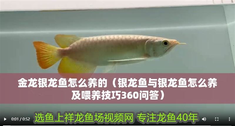 印尼虎魚多少溫度飼養(yǎng)最好:印尼虎魚多少溫度飼養(yǎng)最好印尼虎魚多少溫度飼養(yǎng)最好 金龍銀龍魚怎么養(yǎng)的(銀龍魚與銀龍魚怎么養(yǎng)及喂養(yǎng)技巧360問答) 龍魚百科 金龍銀龍魚怎么養(yǎng)的(銀龍魚與銀龍魚怎么養(yǎng)及喂養(yǎng)技巧360問答) 金龍銀龍魚怎么養(yǎng)的(銀龍魚與銀龍魚怎么養(yǎng)及喂養(yǎng)技巧360問答) 龍魚百科