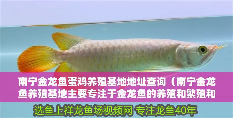 南寧金龍魚蛋雞養(yǎng)殖基地地址查詢（南寧金龍魚養(yǎng)殖基地主要專注于金龍魚的養(yǎng)殖和繁殖和繁殖） 南寧金龍魚蛋雞養(yǎng)殖基地地址查詢（南寧金龍魚養(yǎng)殖基地主要專注于金龍魚的養(yǎng)殖和繁殖和繁殖） 龍魚百科