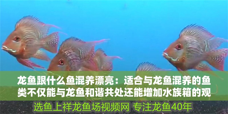 龍魚跟什么魚混養漂亮：適合與龍魚混養的魚類不僅能與龍魚和諧共處還能增加水族箱的觀賞價值