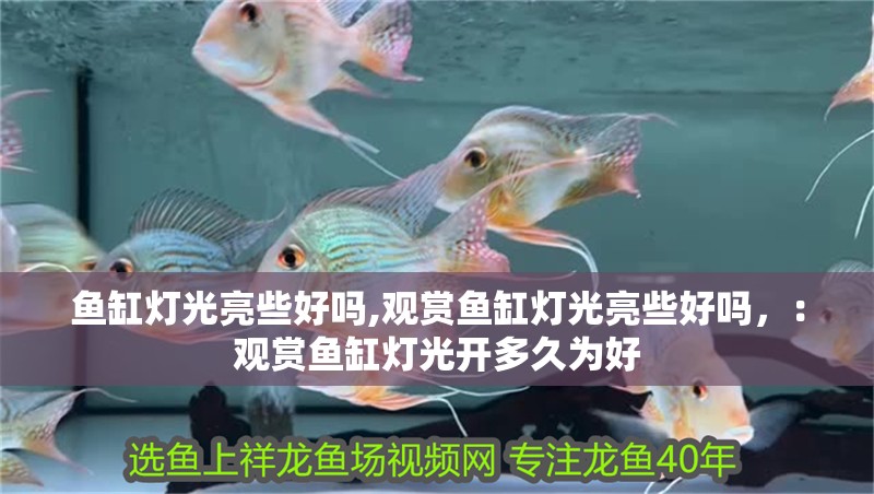 魚缸燈光亮些好嗎,觀賞魚缸燈光亮些好嗎，：觀賞魚缸燈光開多久為好 魚缸燈光亮些好嗎,觀賞魚缸燈光亮些好嗎，：觀賞魚缸燈光開多久為好 魚缸百科