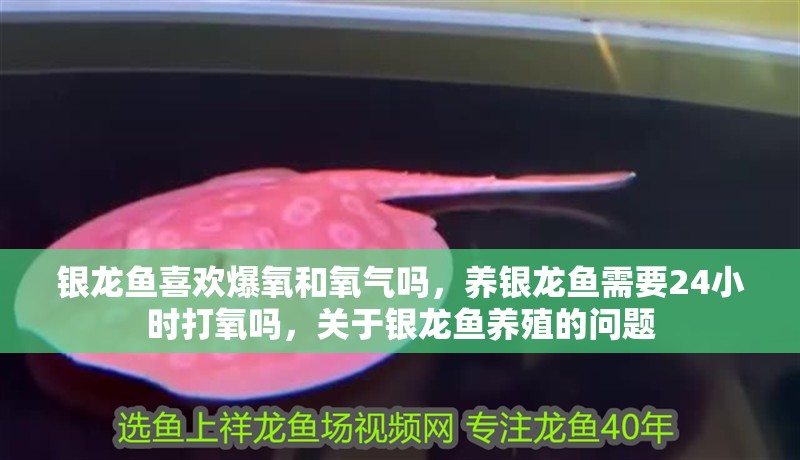 銀龍魚喜歡爆氧和氧氣嗎，養銀龍魚需要24小時打氧嗎，關于銀龍魚養殖的問題 銀龍魚喜歡爆氧和氧氣嗎，養銀龍魚需要24小時打氧嗎，關于銀龍魚養殖的問題 銀龍魚百科