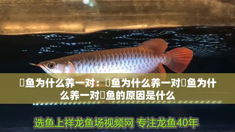 魟魚為什么養一對：魟魚為什么養一對魟魚為什么養一對魟魚的原因是什么