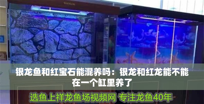 銀龍魚和紅寶石能混養(yǎng)嗎：銀龍和紅龍能不能在一個(gè)缸里養(yǎng)了