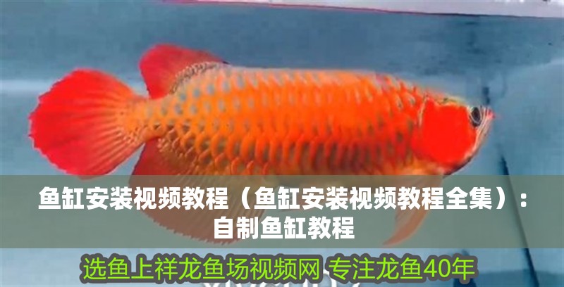 魚缸安裝視頻教程（魚缸安裝視頻教程全集）：自制魚缸教程
