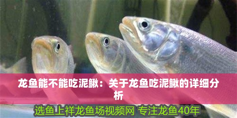 龍魚能不能吃泥鰍：關于龍魚吃泥鰍的詳細分析